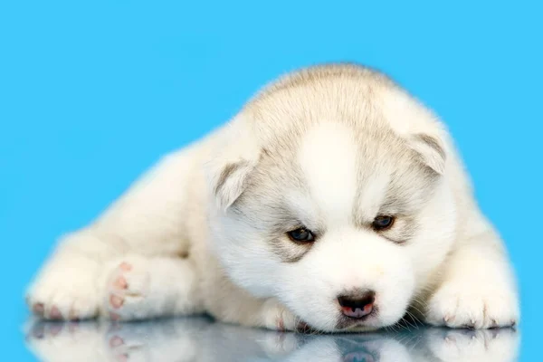 Adorabile Cucciolo Siberiano Husky Sfondo Blu — Foto Stock