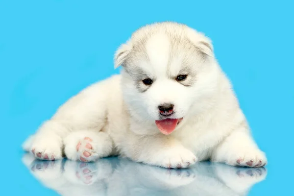 Adorable Siberian Husky Puppy Blue Background — Stock Photo, Image