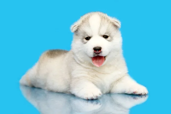 Schattige Siberische Husky Puppy Blauwe Achtergrond — Stockfoto