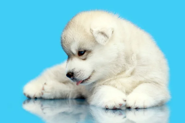 Adorable Siberian Husky Puppy Blue Background — Stock Photo, Image