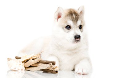 Beyaz arka planda sevimli Sibirya Husky köpeği