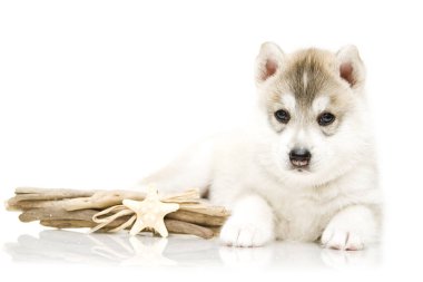 Beyaz arka planda sevimli Sibirya Husky köpeği