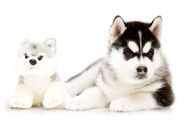 Beyaz arka planda oyuncağı olan sevimli Sibirya Husky köpeği.