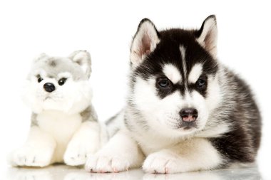 Beyaz arka planda oyuncağı olan sevimli Sibirya Husky köpeği.