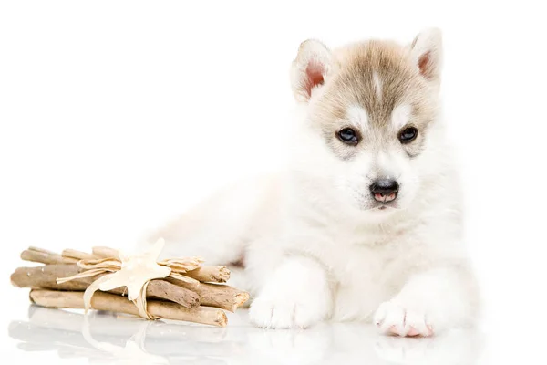 Adorable Cachorro Husky Siberiano Sobre Fondo Blanco —  Fotos de Stock