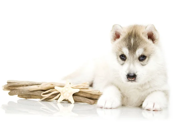 Adorable Siberian Husky Puppy White Background — Stock Photo, Image