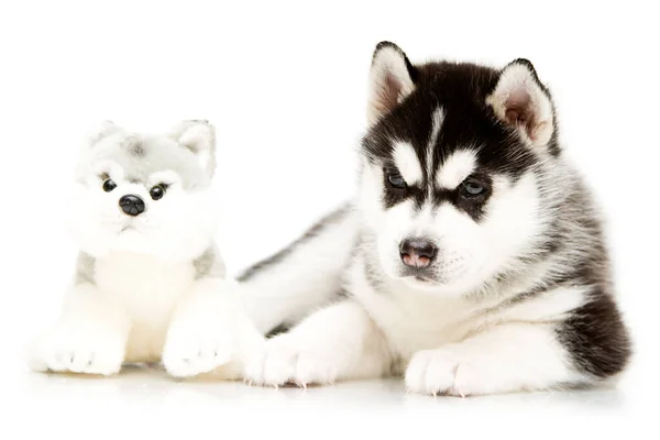 Bedårande Sibirisk Husky Valp Med Leksak Vit Bakgrund — Stockfoto