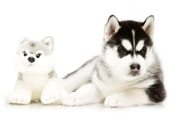 Adorabile Cucciolo Siberiano Husky Con Giocattolo Sfondo Bianco — Foto Stock