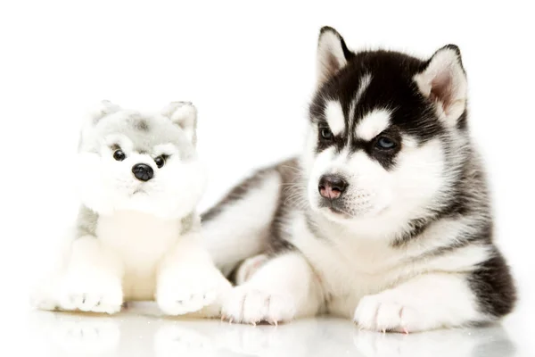 Entzückender Siberian Husky Welpe Mit Spielzeug Auf Weißem Hintergrund — Stockfoto