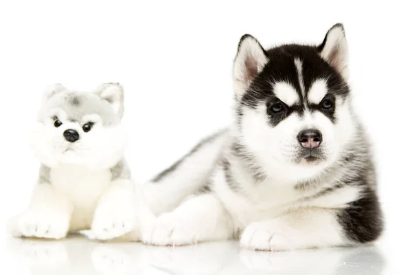 Adorabile Cucciolo Siberiano Husky Con Giocattolo Sfondo Bianco — Foto Stock