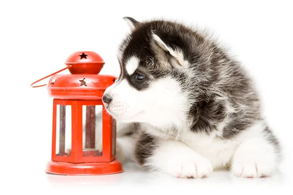 Adorable Cachorro Husky Siberiano Con Linterna Roja Sobre Fondo Blanco — Foto de Stock