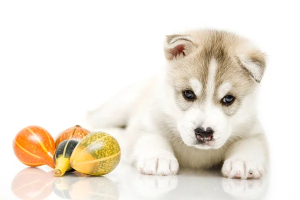 Adorable Siberian Husky Puppy Tiny Pumpkins White Background — Stock Photo, Image