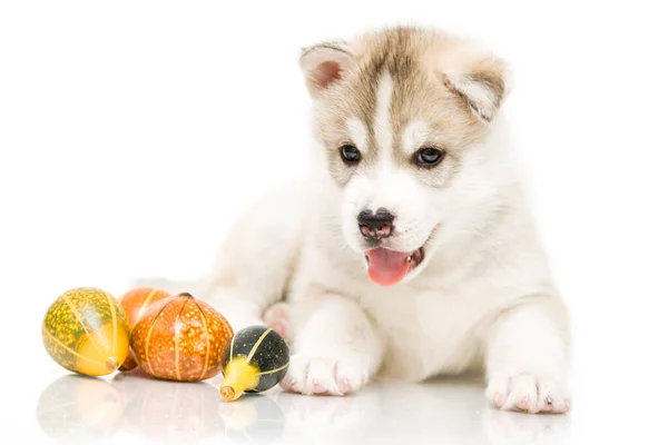 Adorable Siberian Husky Puppy Tiny Pumpkins White Background — Stock Photo, Image