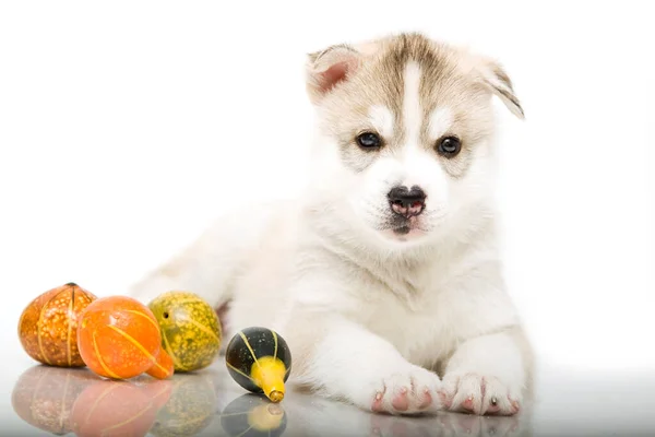 Adorable Cachorro Husky Siberiano Con Pequeñas Calabazas Sobre Fondo Blanco — Foto de Stock