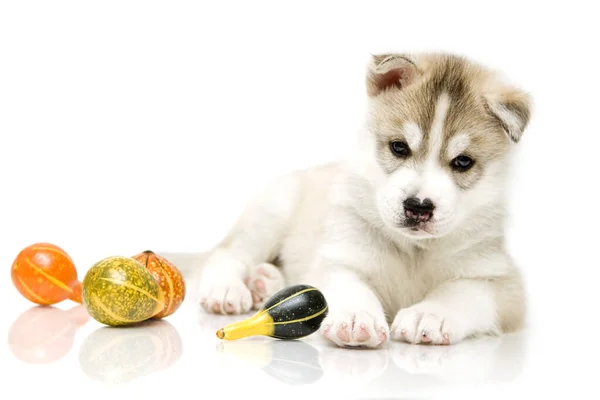 Adorable Cachorro Husky Siberiano Con Pequeñas Calabazas Sobre Fondo Blanco —  Fotos de Stock