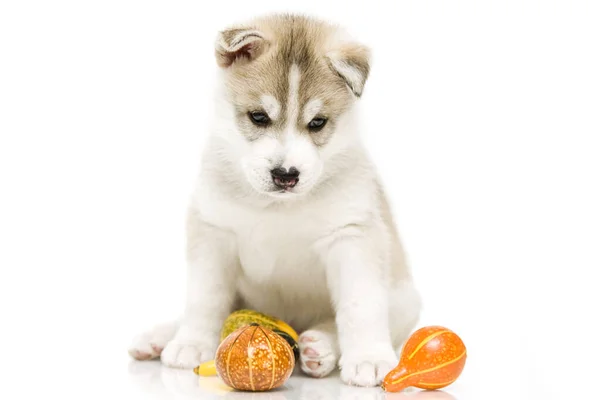 Adorable Siberian Husky Puppy Tiny Pumpkins White Background — Stock Photo, Image