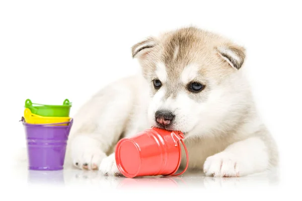 Adorableシベリアハスキー子犬オンおもちゃのバケツ白の背景 — ストック写真