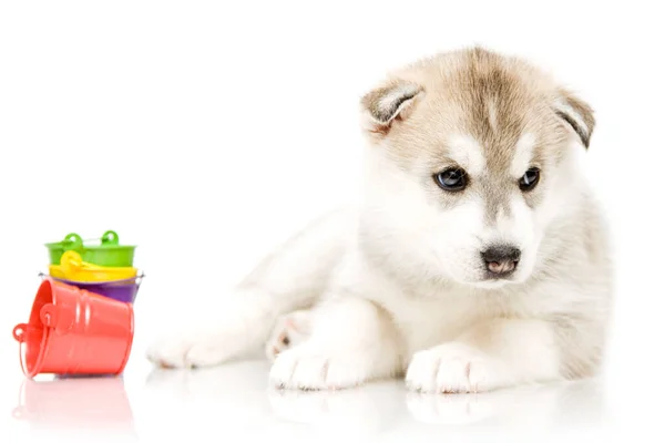 Adorável Siberian Husky Filhote Cachorro Com Baldes Brinquedo Fundo Branco — Fotografia de Stock