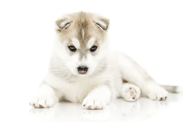 Adorável Siberian Husky Filhote Cachorro Fundo Branco — Fotografia de Stock