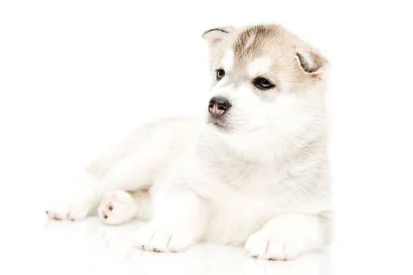 Adorable Chiot Husky Sibérien Sur Fond Blanc — Photo