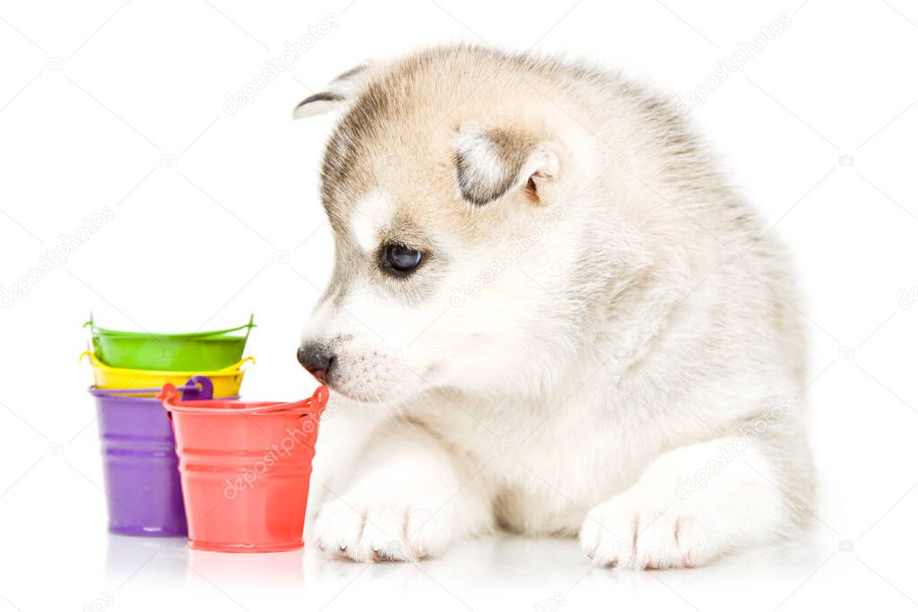 Adorable Siberian Husky puppy on with toy buckets white background