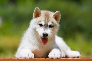 Sibirya Husky köpeği dışarıda.