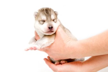 Sevimli Sibirya Husky köpeği insan eliyle beyaz arka planda