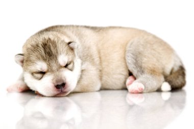 Beyaz arka planda sevimli Sibirya Husky köpeği