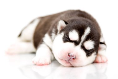 Beyaz arka planda sevimli Sibirya Husky köpeği