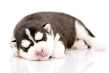 Beyaz arka planda sevimli Sibirya Husky köpeği