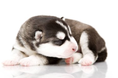 Beyaz arka planda sevimli Sibirya Husky köpeği