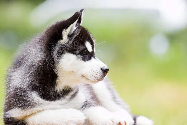 Σιβηρίας Husky Κουτάβι Εξωτερικούς Χώρους — Φωτογραφία Αρχείου