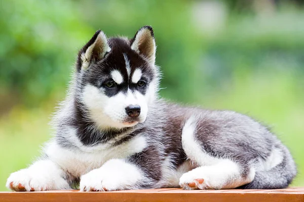 Siberiano Husky Cucciolo All Aperto — Foto Stock