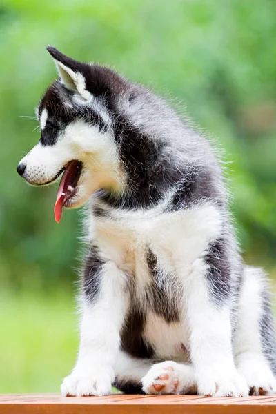 Cachorrinho Husky Siberiano Livre — Fotografia de Stock