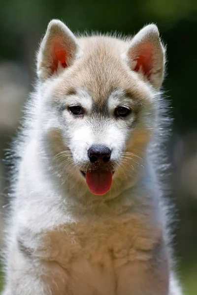 Cachorrinho Husky Siberiano Livre — Fotografia de Stock