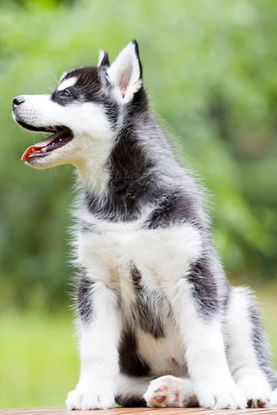 Chiot Husky Sibérie Extérieur — Photo