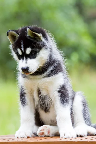 Siberiano Husky Cachorro Aire Libre —  Fotos de Stock