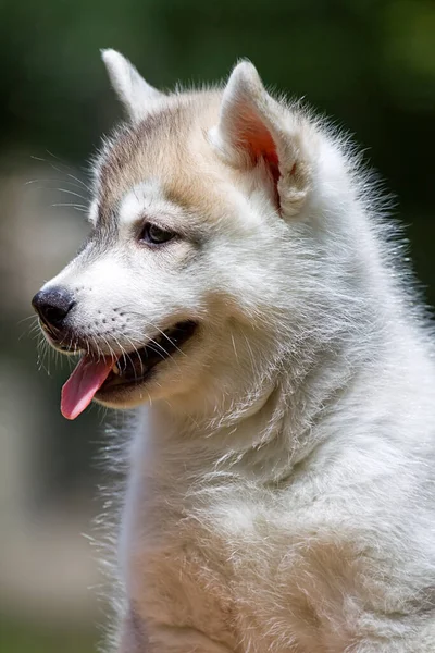 Szibériai Husky Kiskutya Szabadban — Stock Fotó