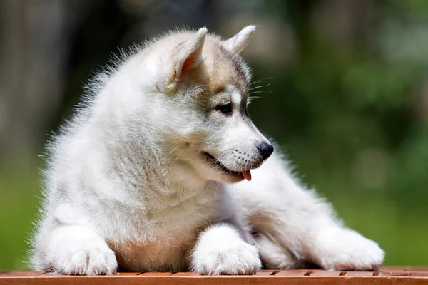 Siberian Husky Puppy Outdoors — Stock Photo, Image