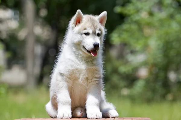 Syberyjski Szczeniak Husky Zewnątrz — Zdjęcie stockowe