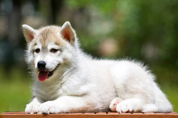 Siberian Husky Puppy Outdoors — Stock Photo, Image