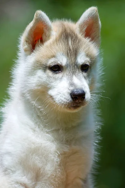 Sibirien Husky Valp Utomhus — Stockfoto