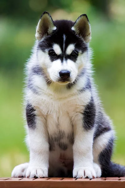 Cachorrinho Husky Siberiano Livre — Fotografia de Stock