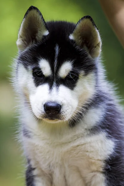 Siberiano Husky Cachorro Aire Libre — Foto de Stock