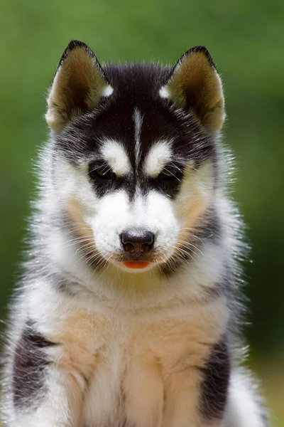 Siberian Husky Puppy Outdoors — Stock Photo, Image