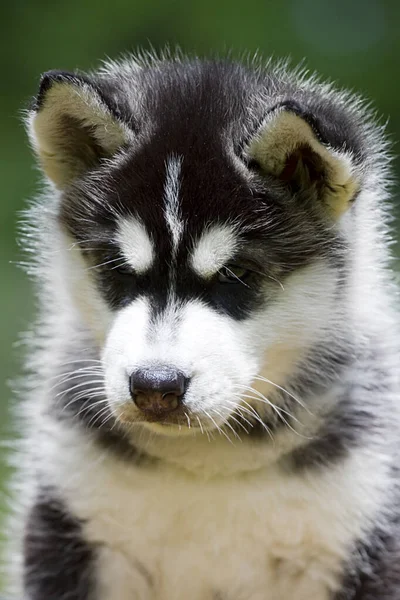 Siberische Husky Puppy Buiten — Stockfoto