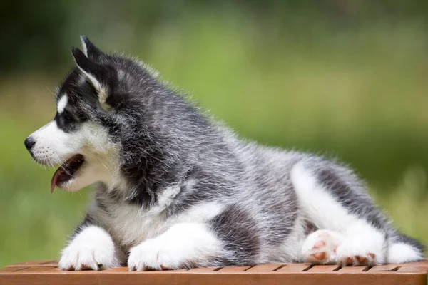 Syberyjski Szczeniak Husky Zewnątrz — Zdjęcie stockowe