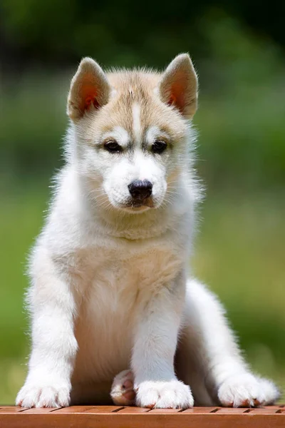 Σιβηρίας Husky Κουτάβι Εξωτερικούς Χώρους — Φωτογραφία Αρχείου