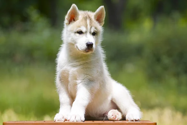 Siberische Husky Puppy Buiten — Stockfoto