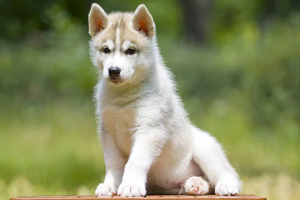 シベリアハスキー子犬屋外 — ストック写真